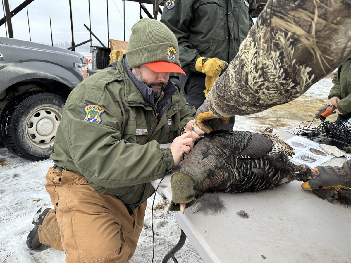 NWTF Idaho has contributed $10,000 to an @IdahoFishGame study that's looking to close the gap on turkey management data. Read more 👇 bit.ly/3vE36mc 📷 Idaho Fish and Game