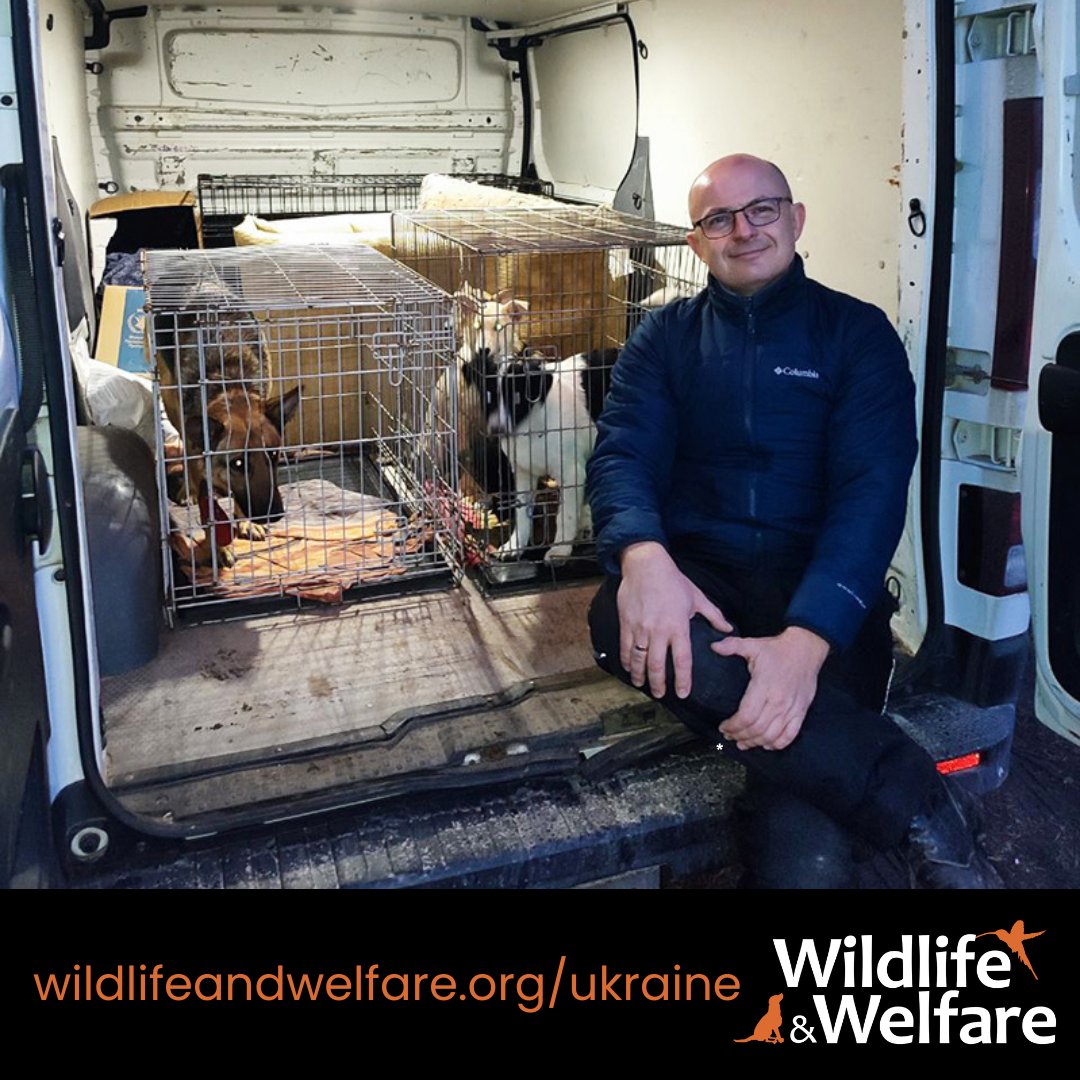 Our collaborators at My Living Dogs Shelter have had fences damaged. Thanks to you, we have been able to support the rebuilding of enclosures.
Here you can see our friend Gregg.
wildlifeandwelfare.org/donate
#UkraineWar #StandWithUkraine #UkraineAnimals #WarAnimals #SupportAnimals