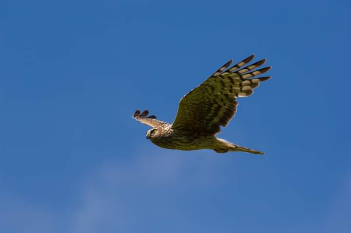 The RSPB has released the results of the 2023 Hen Harrier survey, including the results of the 2022 survey carried out by Manx BirdLife.

The population has shown a 20% increase in numbers since 2016 but their future still hangs in the balance.

For more info visit our website