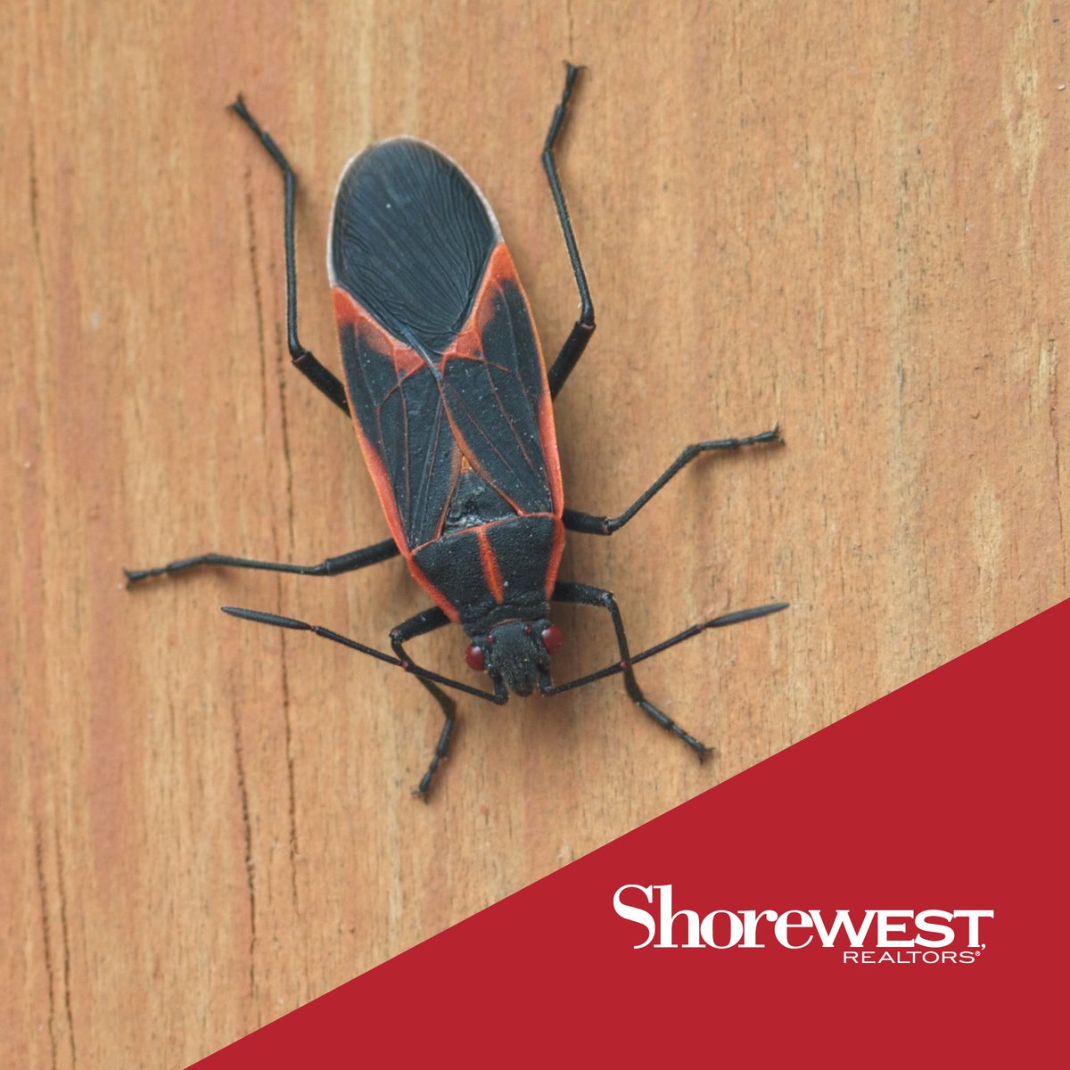 Struggling with Box Elder Bugs in your home and yard? Plant mint, lavender and sage in your garden to naturally keep these pests out of your life. Box Elders hate the pungent smell of these plants!

#HelloHomeowner
#ShorewestRealtors 
#WisconsinRealEstate
