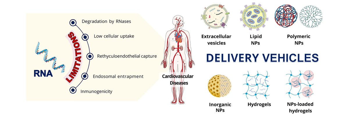 ADDR Open Access: Navigating the landscape of RNA delivery systems in cardiovascular disease therapeutics. By María J. Blanco Prieto & coworkers @unav #RNAdelivery #CardiovasucularDisease doi.org/10.1016/j.addr…