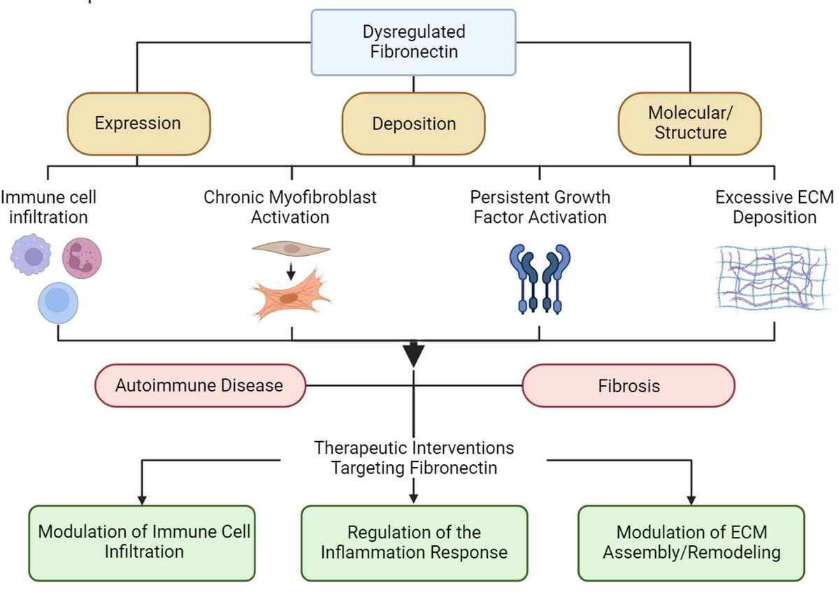 ADDR in press: Delivery technologies for therapeutic targeting of fibronectin fibrosis in autoimmunity and applications. By Karin Wang & coworkers @templebioe #fibronectin #autoimmunity doi.org/10.1016/j.addr…