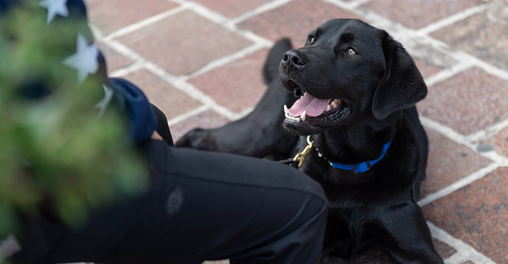 New Wireless Tech Helps Service Dogs Combat Veterans’ PTSD: CanineAlert integrates with a service dog's training to mitigate trauma-related nightmares, like those of military vets suffering from #PTSD. technewsworld.com/story/179099.h… @canineorg @k9sforwarriors #Veterans #ServiceDogs