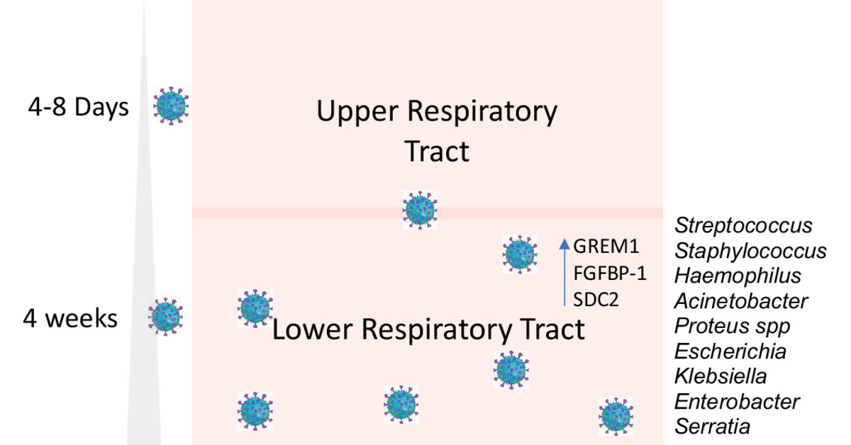 SARS-CoV-2 Lurking and Lingering in the Depths of Lungs 🔓 Open Access 🔗 bit.ly/3VC2pEB