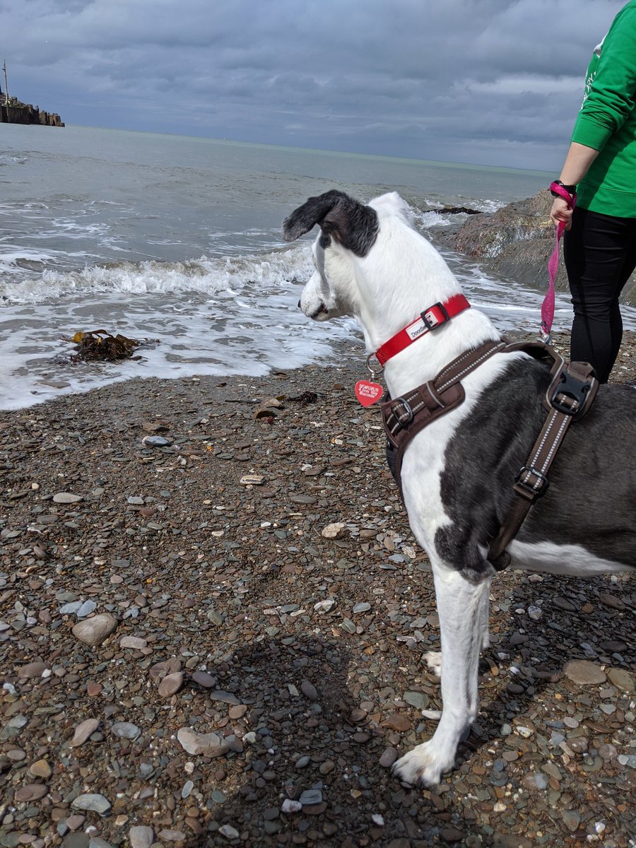 Mum finally took us to the beach! We found the moving water confusing but intriguing. Laz tried to drink it and was indignant that it tasted wrong 😂