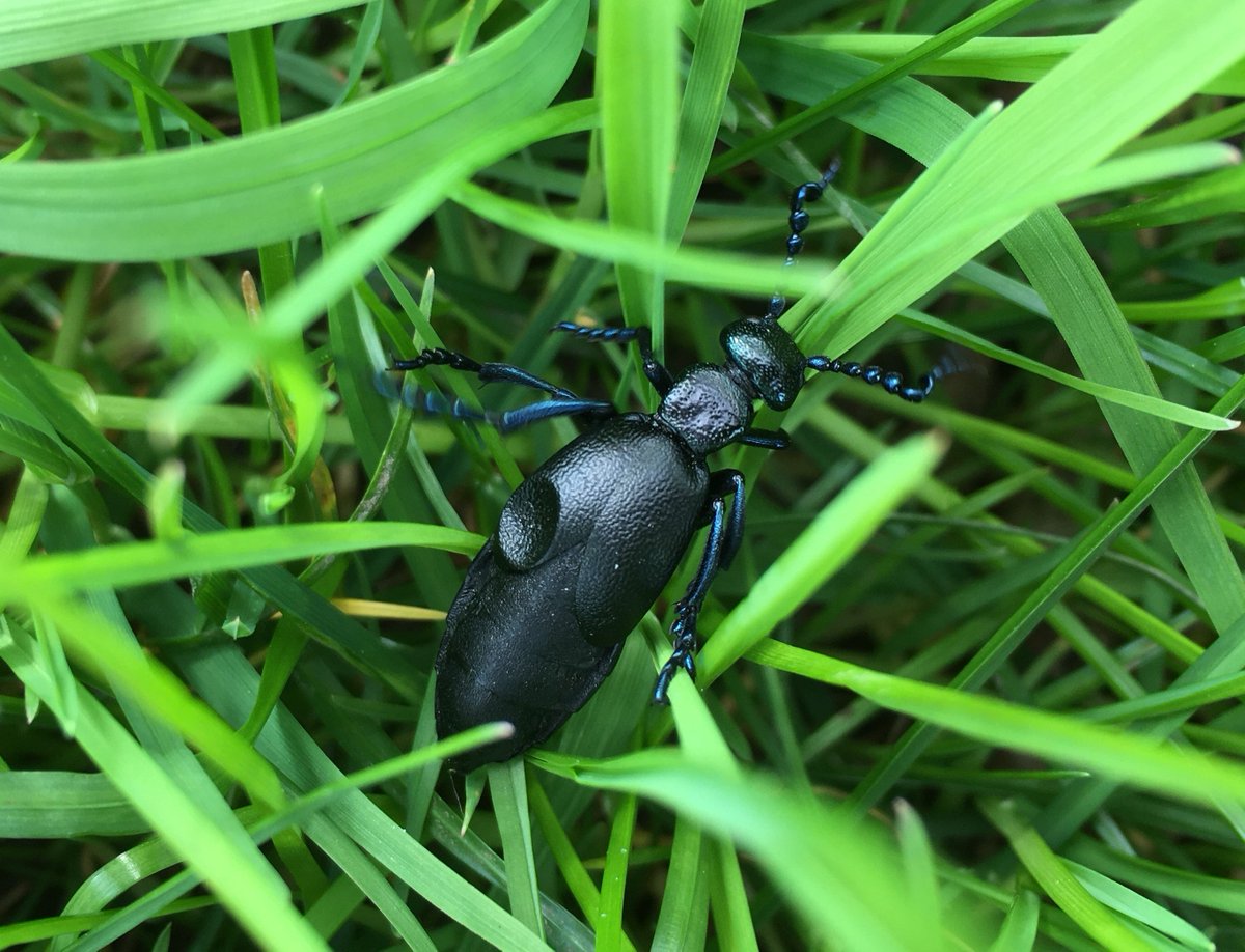 This Black Oil Beetle was photographed near Kirkby Lonsdale in April last year. Oil Beetles are declining species whose lifecycles depend on solitary bees and flower-rich grasslands. Find out more about these fascinating insects: buglife.org.uk/projects/oil-b… 📸 Steve Hastie