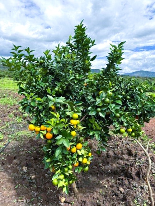 If you are interested in obtaining seedlings of Pixie oranges or seeking Agronomic advisory services, please feel free to enquire.
