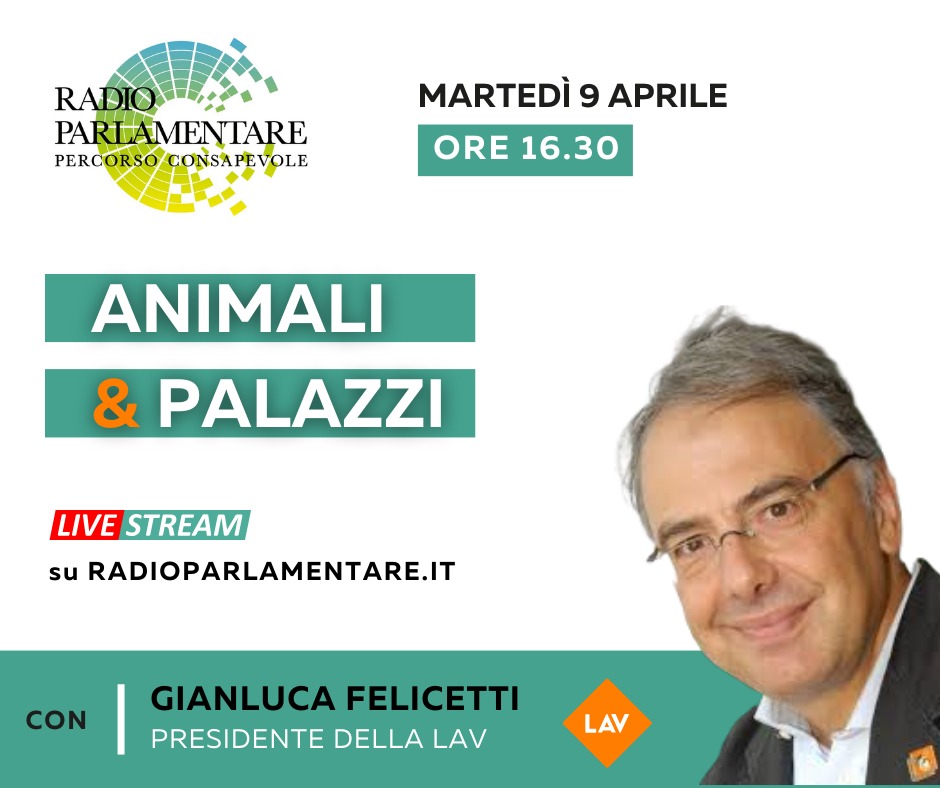 Domani, alle ore 16.30, appuntento con la nostra rubrica ANIMALI & PALAZZI, con @glfelicetti presidente @LAV. In diretta su radioparlamentare.it. Sempre dalla parte degli animali🐾