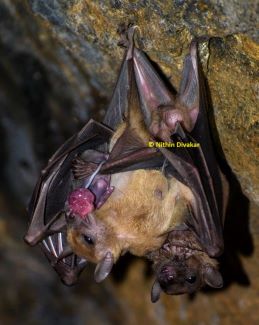 New publication!
Placentophagia and birth-associated behaviours in Rousettus leschenaultii from the Western Ghats, India. degruyter.com/document/doi/1… <a href="/NithinDivakar2/">Nithin Divakar</a> <a href="/ahirbudhnyan/">Ahirbudhnyan.m</a> Vishal, Deepak, #batforbats #kfri #kscste
