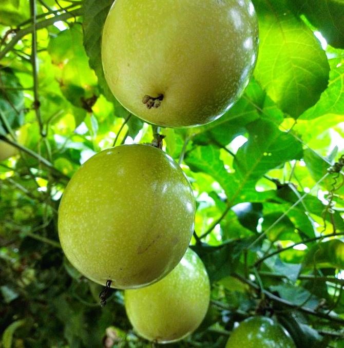 "Another farmer is also succeeding elsewhere. 
Sweet, yellow passion fruits."