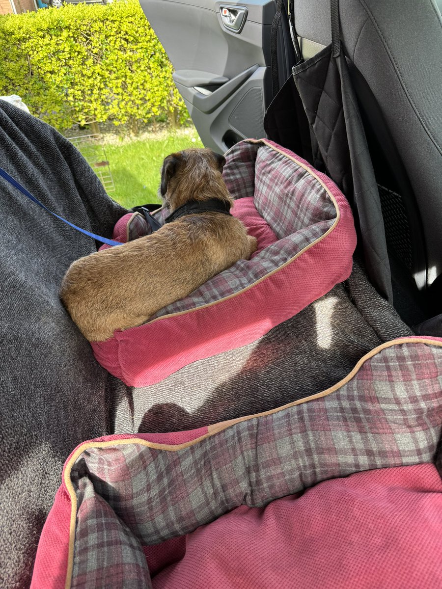 #borderterrier Today Fred is getting set for isofix seat restraint travel instead of being in a cage. Hope he can get used to more freedom without eating the car