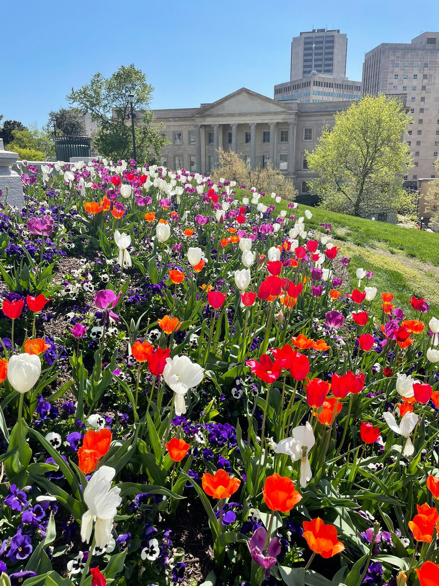The tulips at the Virginia Capitol are in full bloom. 🌷🏛️