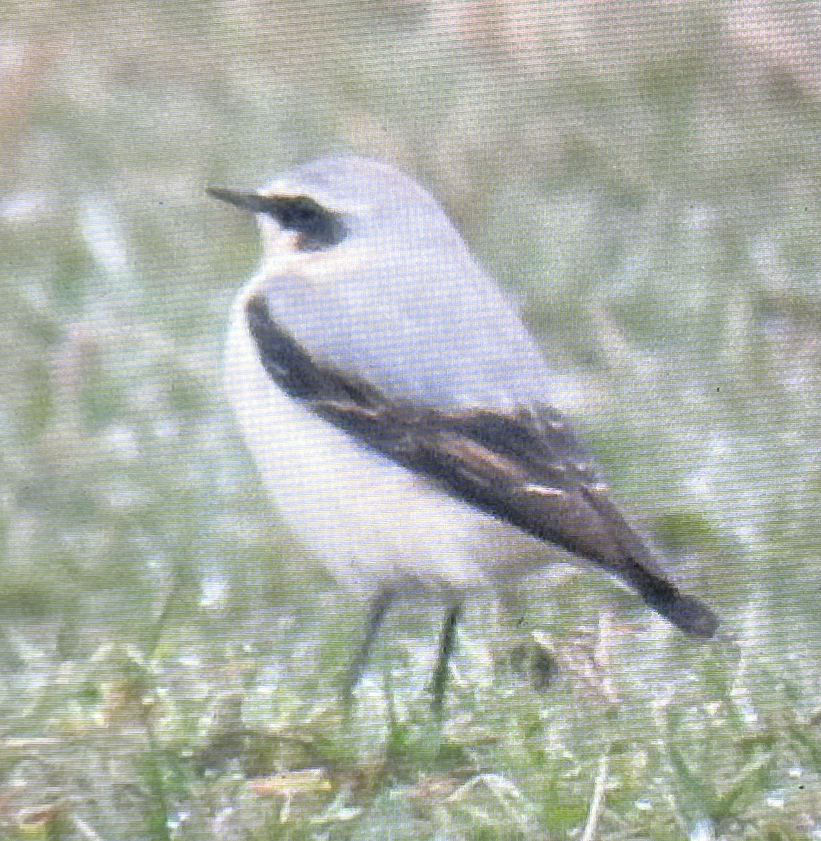 Always great to see a fall of wheatear at Berryhill fields, this morning there were 15 at least, with a backup stonechat. @WestMidBirdClub @sbhfag