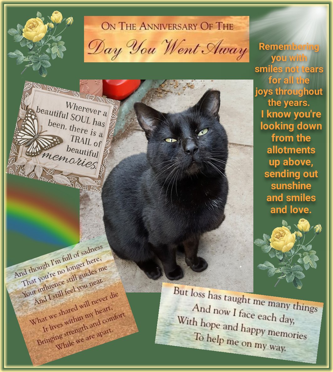 SSmith51300228's tweet photo. @AllotmentCat Dear Betty, Thinking of you &amp; Robert &amp; all his friends, past &amp; present, on this emotional anniversary. It's hard to believe it has been two years whilst his wonderful spirit remains in my thoughts every day. I am forever grateful to you for sharing your Robert with the world.🌹 https://t.co/1sCWFOUW0D