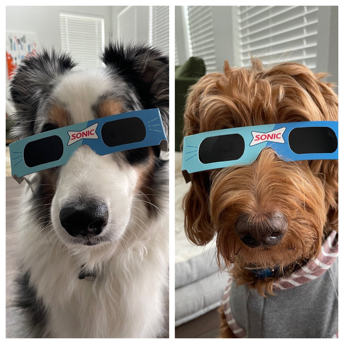 BE LIKE DOGS. Love unconditional Live in the moment. And wear your damn glasses when staring at the eclipse.