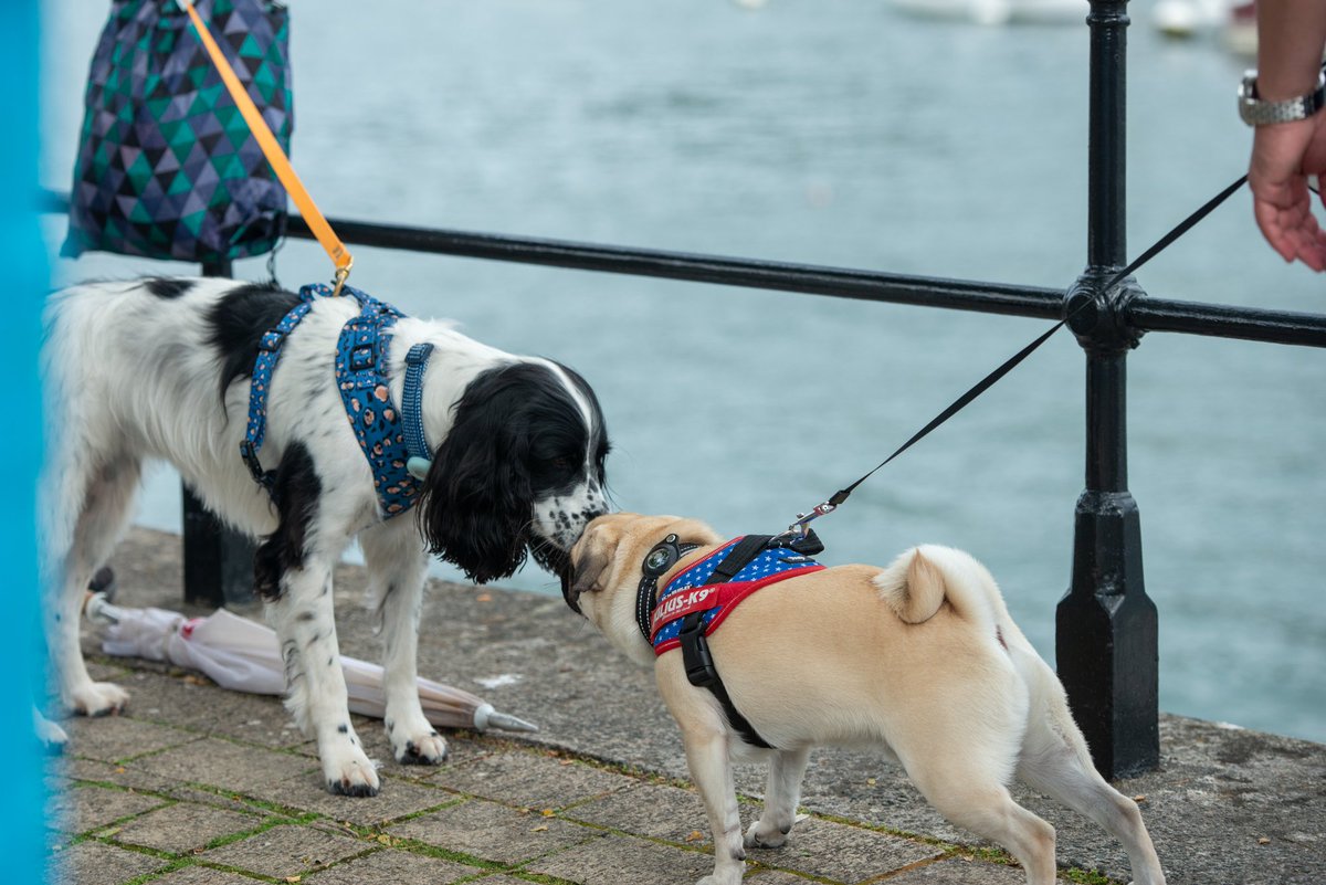 As it's the last day of #NationalPetMonth we'd love to see your pets enjoying all that #SouthDevon has to offer! 🐶🐾 Reply to this tweet with your South Devon pet pictures👇📸 #DogsofSouthDevon #DogFriendlySouthDevon