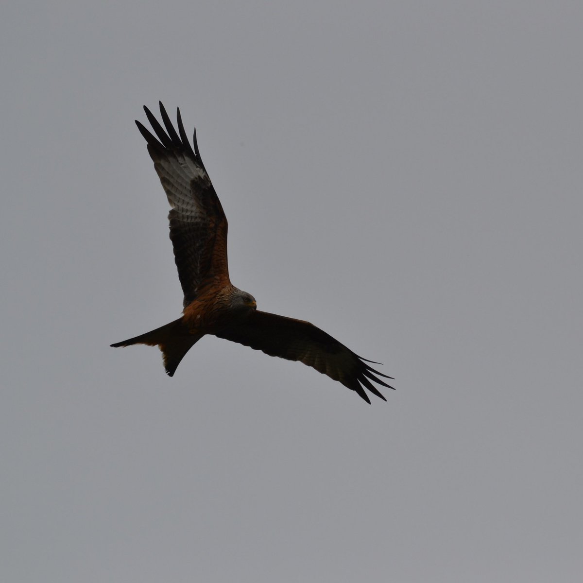 The kite was flying over Bakewell again today #RedKite @Derbyshirebirds
