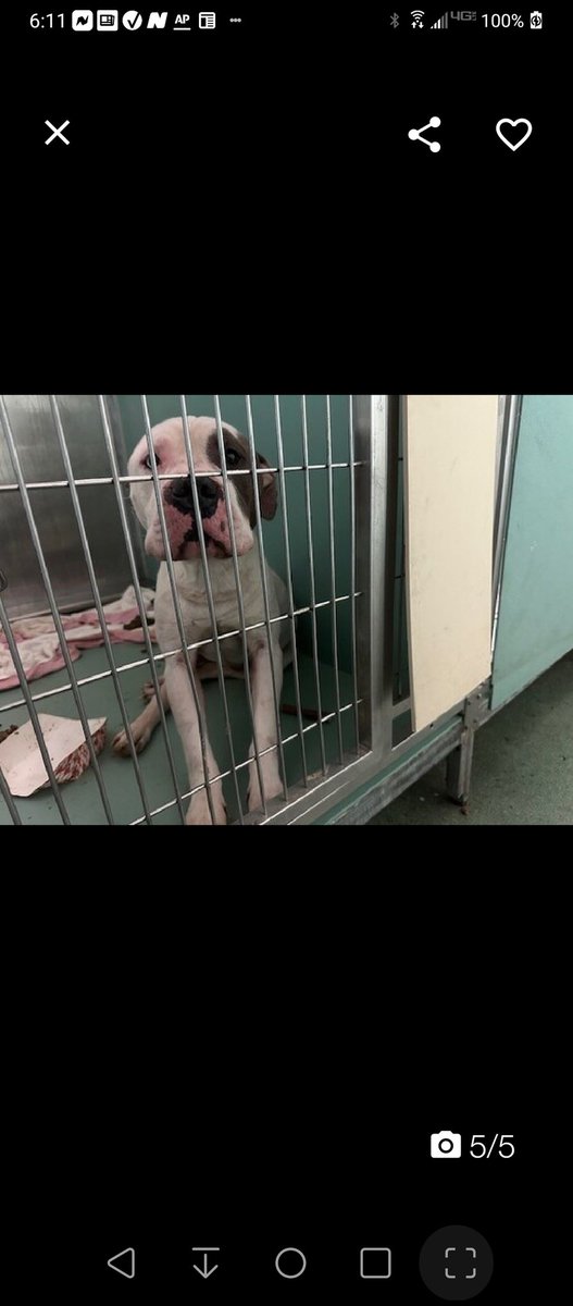 💔Pacific💔 #NYCACC #196628 ▪️Relisted TBK: 4/9💉 ⤵️Pledges Precious sweetie's💔, fnd stray, u.weight, neglected, by👮 Terrified, shut down 1 look @ his face breaks yr soul Warming 2 those fam. Dear boy has CIRDC, needs loving, N.East #Foster, 2 decompress Pls #pledge 💕Pacific