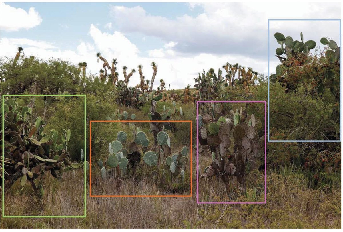 Botanical Society of America (@botanical_) on Twitter photo Is self-incompatibility a reproductive barrier for #hybridization in a sympatric species?
New #AJB research by <a href="/soylindamtz/">Mariana Martínez</a>, Sonia Vázquez-Santana, José García-FrancoM & María Mandujano
doi.org/10.1002/ajb2.1… #botany #pollination #Cactaceae <a href="/wileyplantsci/">Wiley Plant Science</a> Is self-incompatibility a reproductive barrier for #hybridization in a sympatric species?
New #AJB research by <a href="/soylindamtz/">Mariana Martínez</a>, Sonia Vázquez-Santana, José García-FrancoM & María Mandujano
doi.org/10.1002/ajb2.1… #botany #pollination #Cactaceae <a href="/wileyplantsci/">Wiley Plant Science</a>