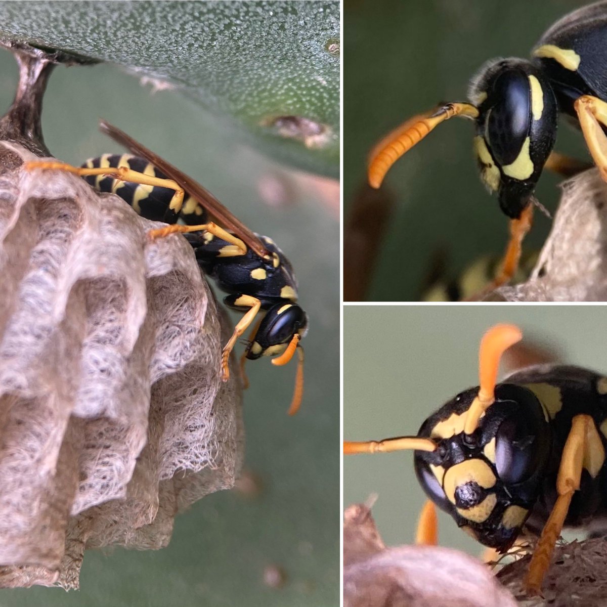 The beautiful Paper Wasp, on the equally beautiful structure it’s created on a Prickly Pear … still posting photos from Malta 😁 #wasp #insect #malta