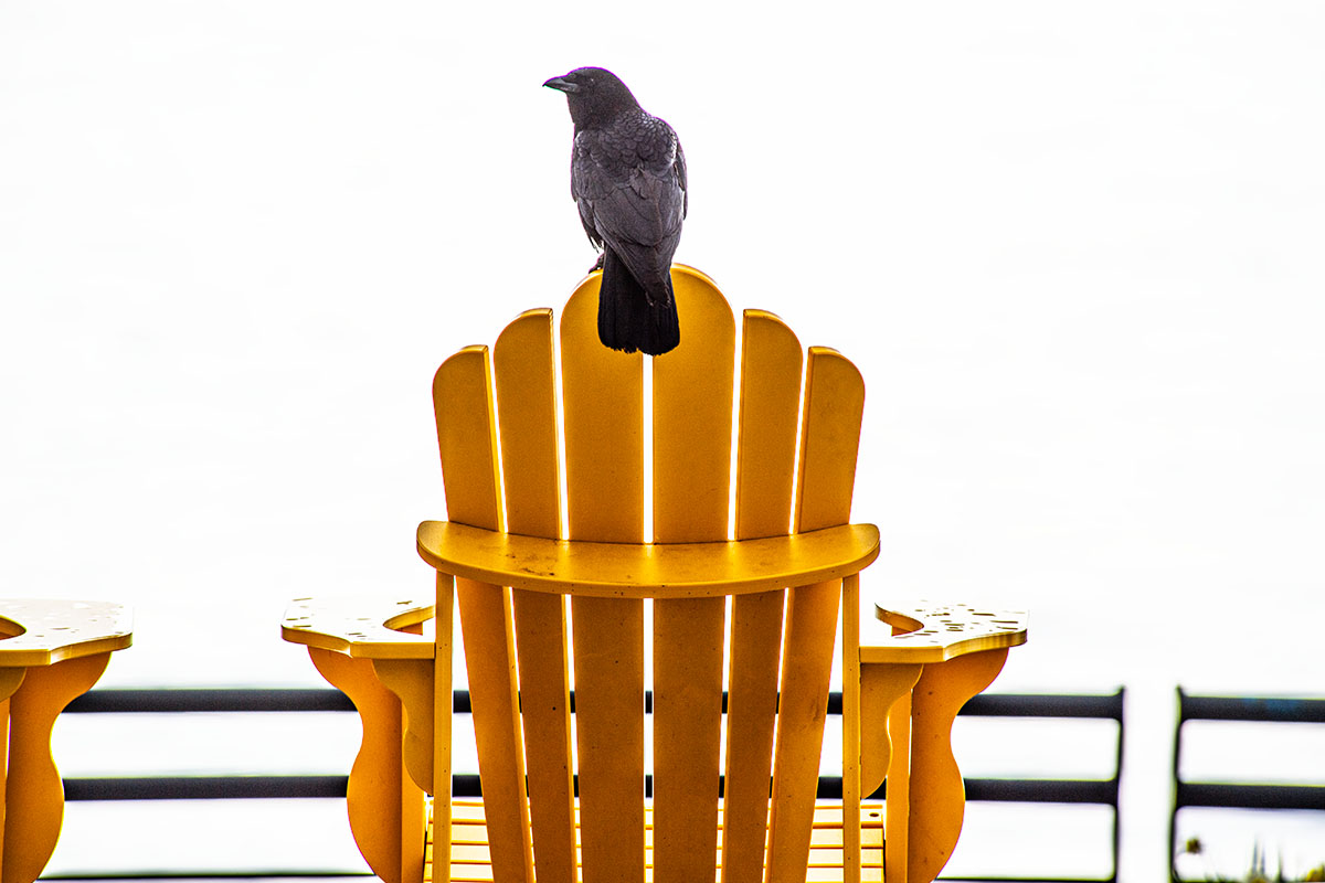 Pull up a chair.  #vancouverisawesome #vancitynow #yvrlife #vancityhype #northvan #northvancouver #vancouversnorthshore #veryvancouver #britishcolumbia #canada  #raven #theshipyards @shipyardsdist