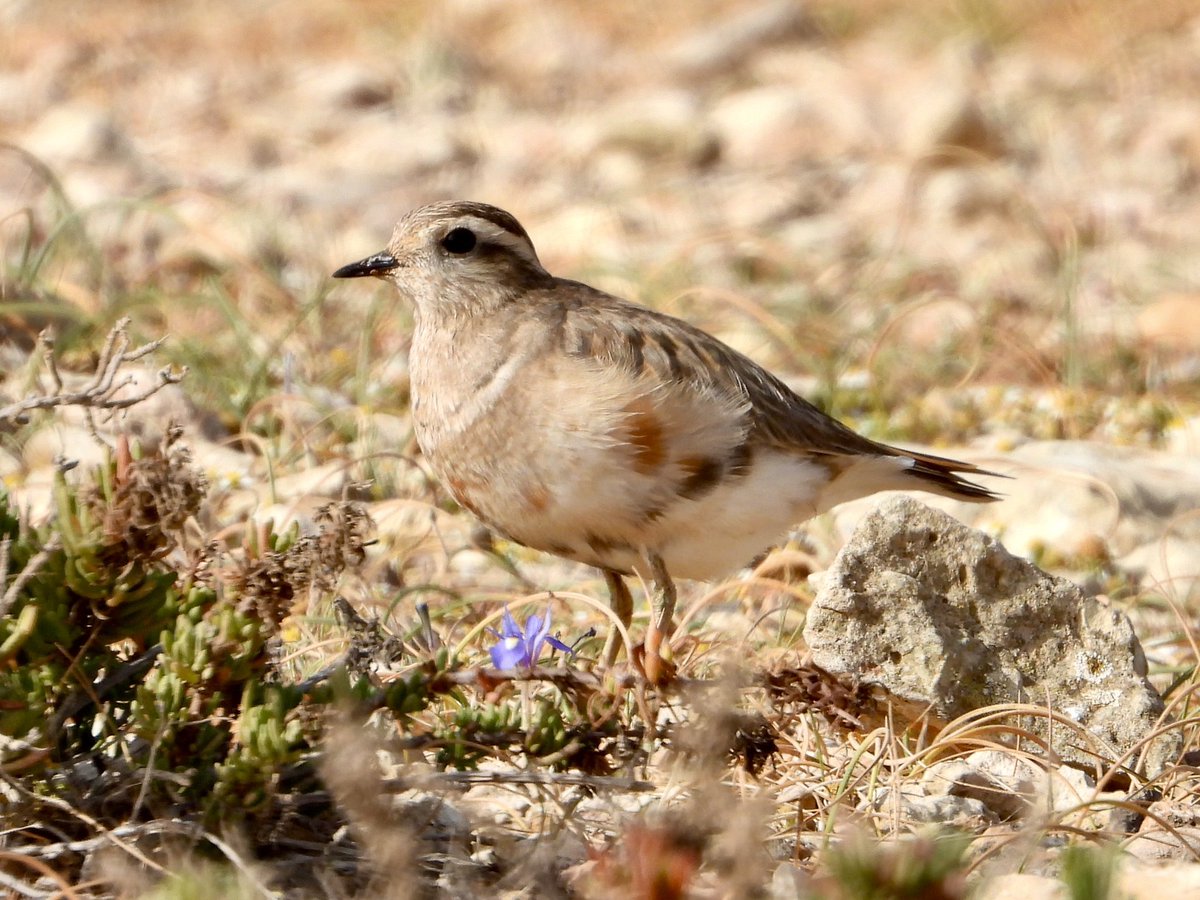 Dotterel, Malta 🇲🇹 Such a beautiful plover, starting to show its chest band and early chestnut colours. Hopefully safely on its migration journey north 🤞. 🌎 Life ✅ #517. One day I’ll spot one in April or October on the @northyorkmoors @waderquest @YorksWildlife @Natures_Voice