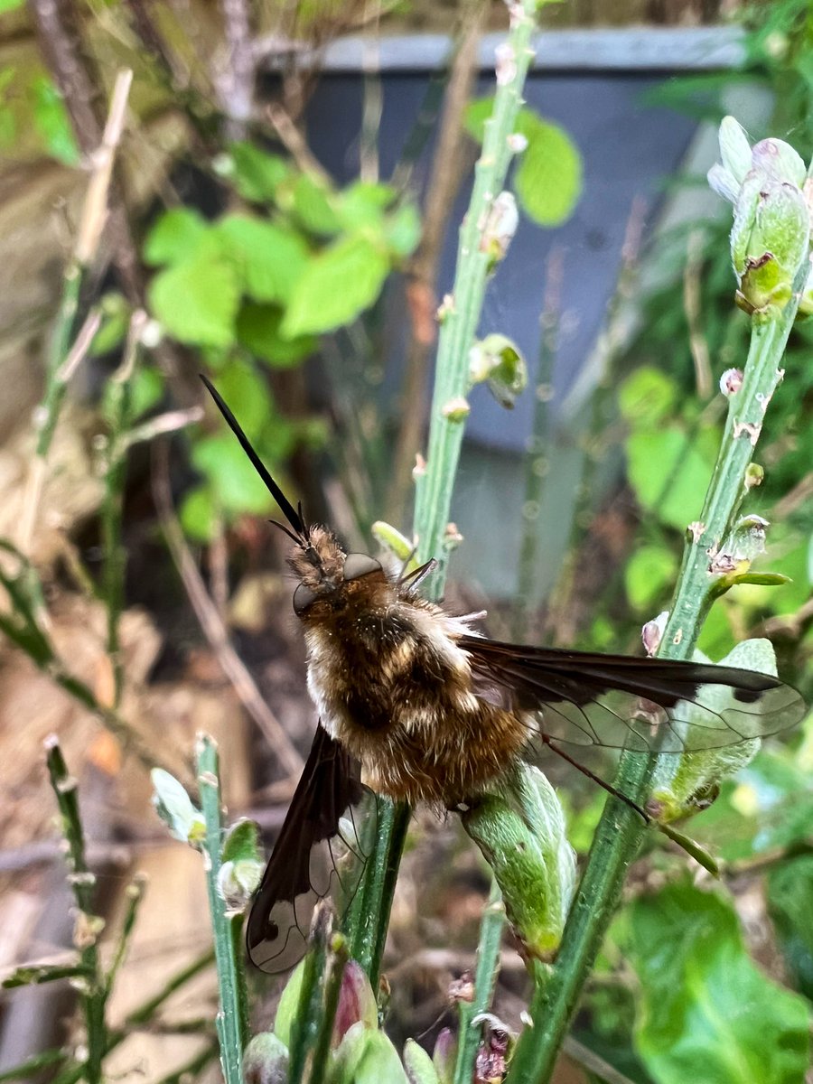 Absolutely delighted with this evening’s discovery of my first ever Dark-edged bee fly in my #WildlifeFrontGarden. This mini 20sqm #wildlifegarden was only built last year, and is the gift that keeps on giving 😊💚