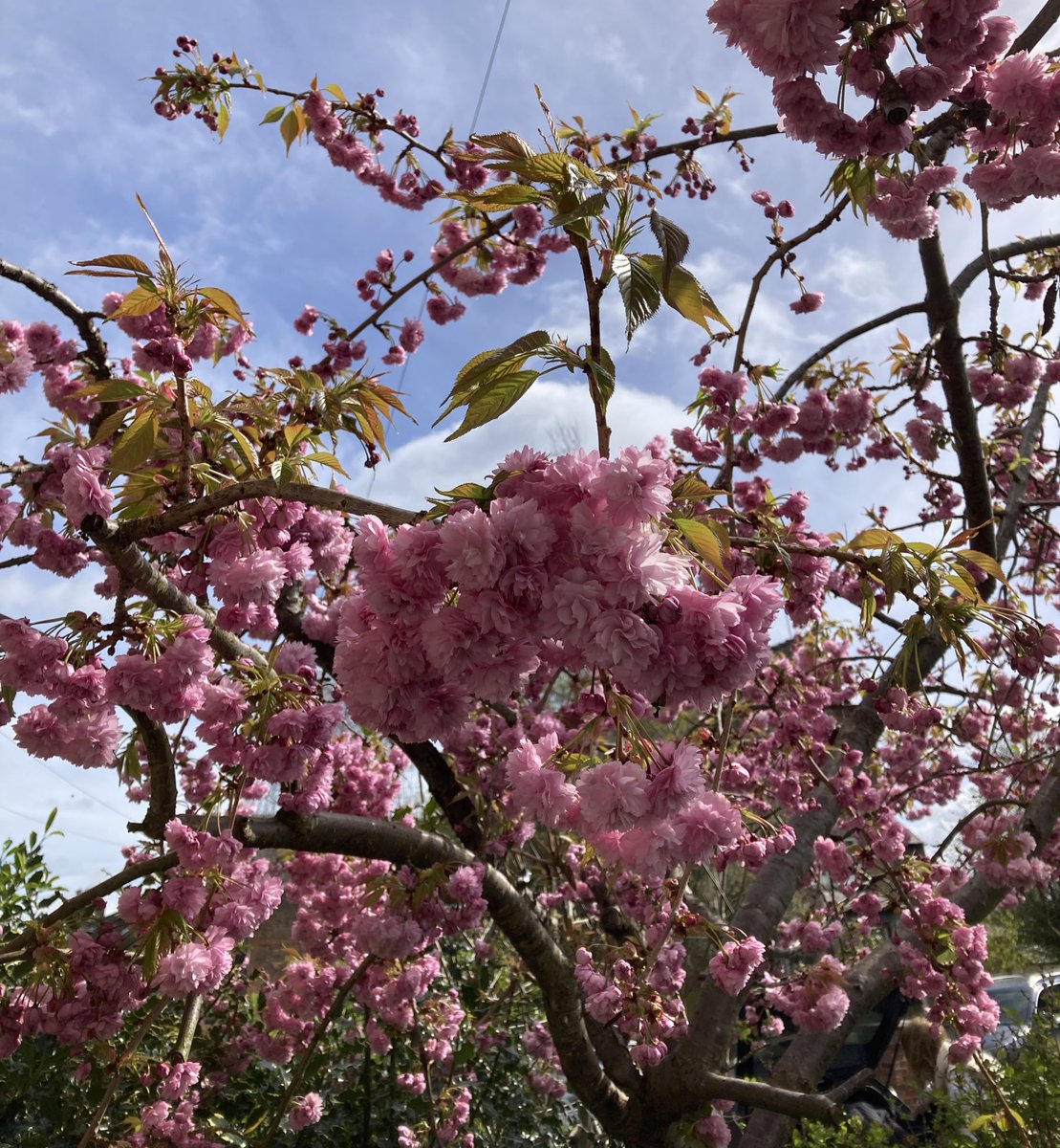 Cherry tree now in blossom. #GardensHour