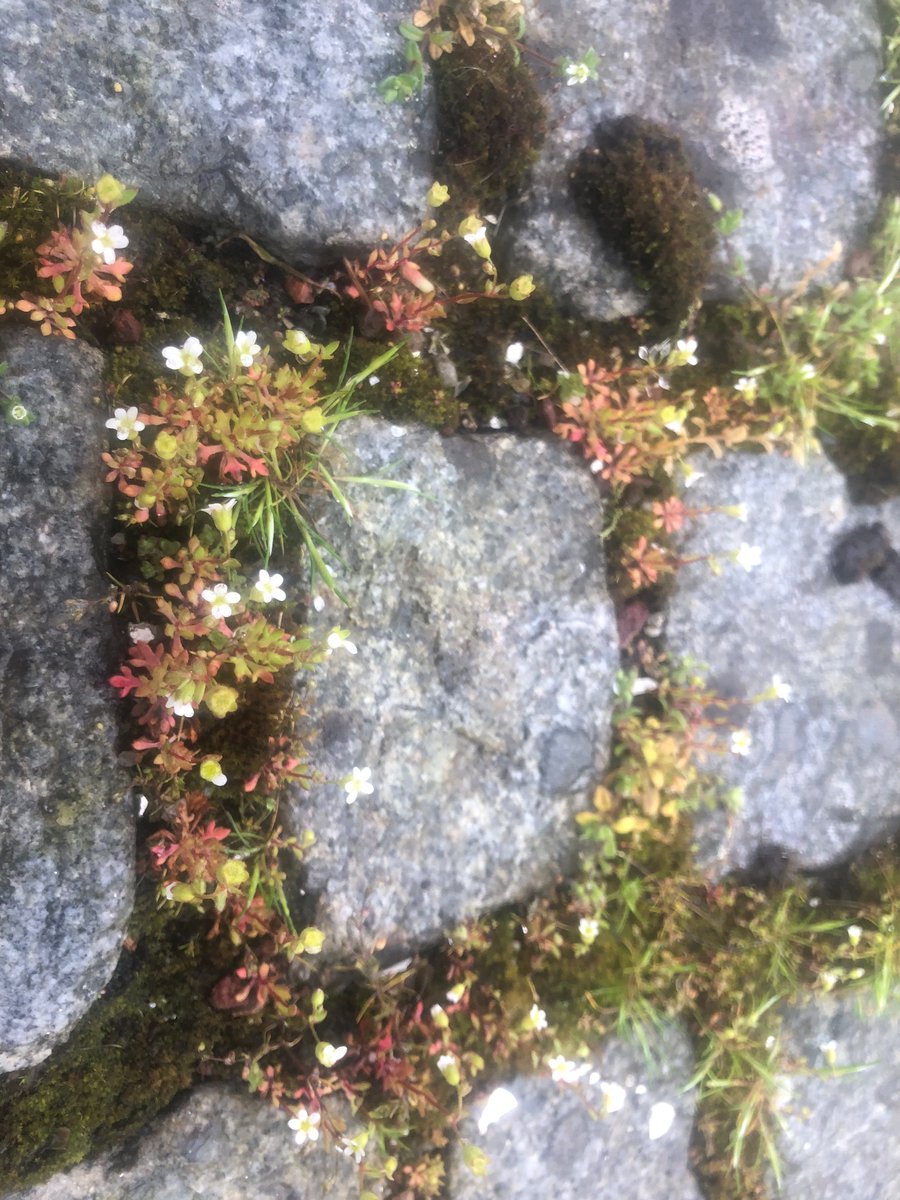 'Chwyn' palmant - tormaen tribys (#Saxifraga tridactylites) a ffrindiau ym Mhwllheli heddiw Pavement “weeds” - rue-leaved saxifrage and friends in Pwllheli today