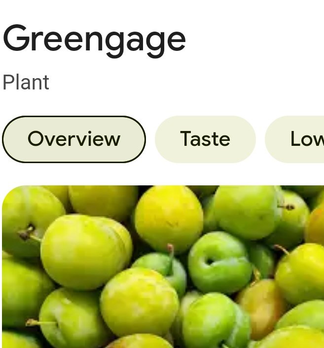 دعوای گوجه‌سبز و آلوچه کلاً اشتباهه
اسم بین‌المللی این میوه GreenGage هست کهاحتمالاً  تو ترجمه یا به مرور تبدیل شده به گوجه‌سبز