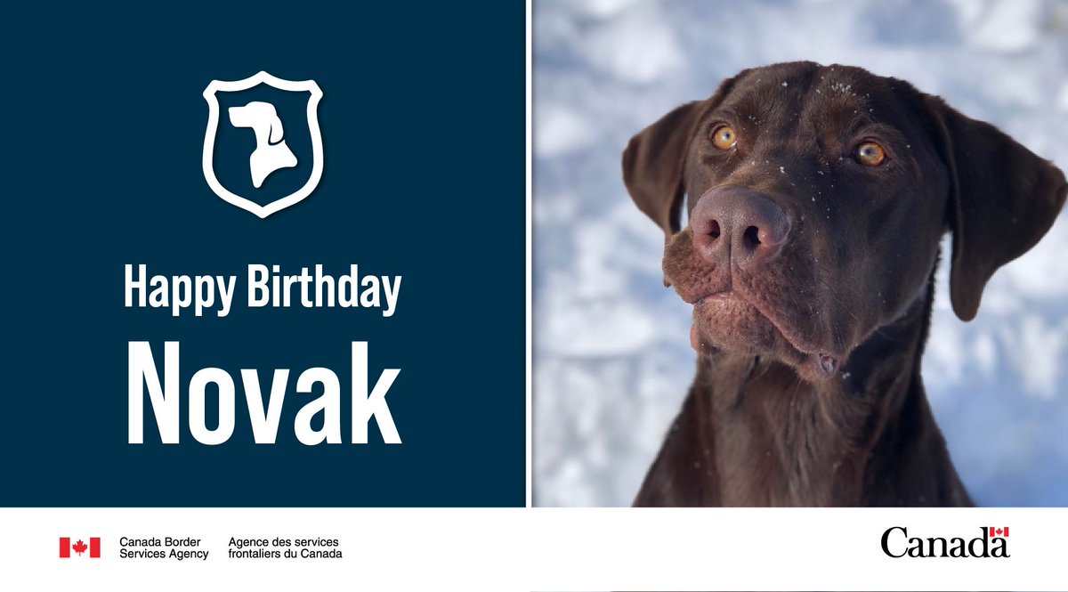 Happy belated “bark-day” #DetectorDog Novak! #K9 Novak turned 7 this year. This good boy works hard to intercept prohibited guns and drugs, keeping our communities safe. Learn more: ow.ly/AYJ150RaRze #DogsWithJobs