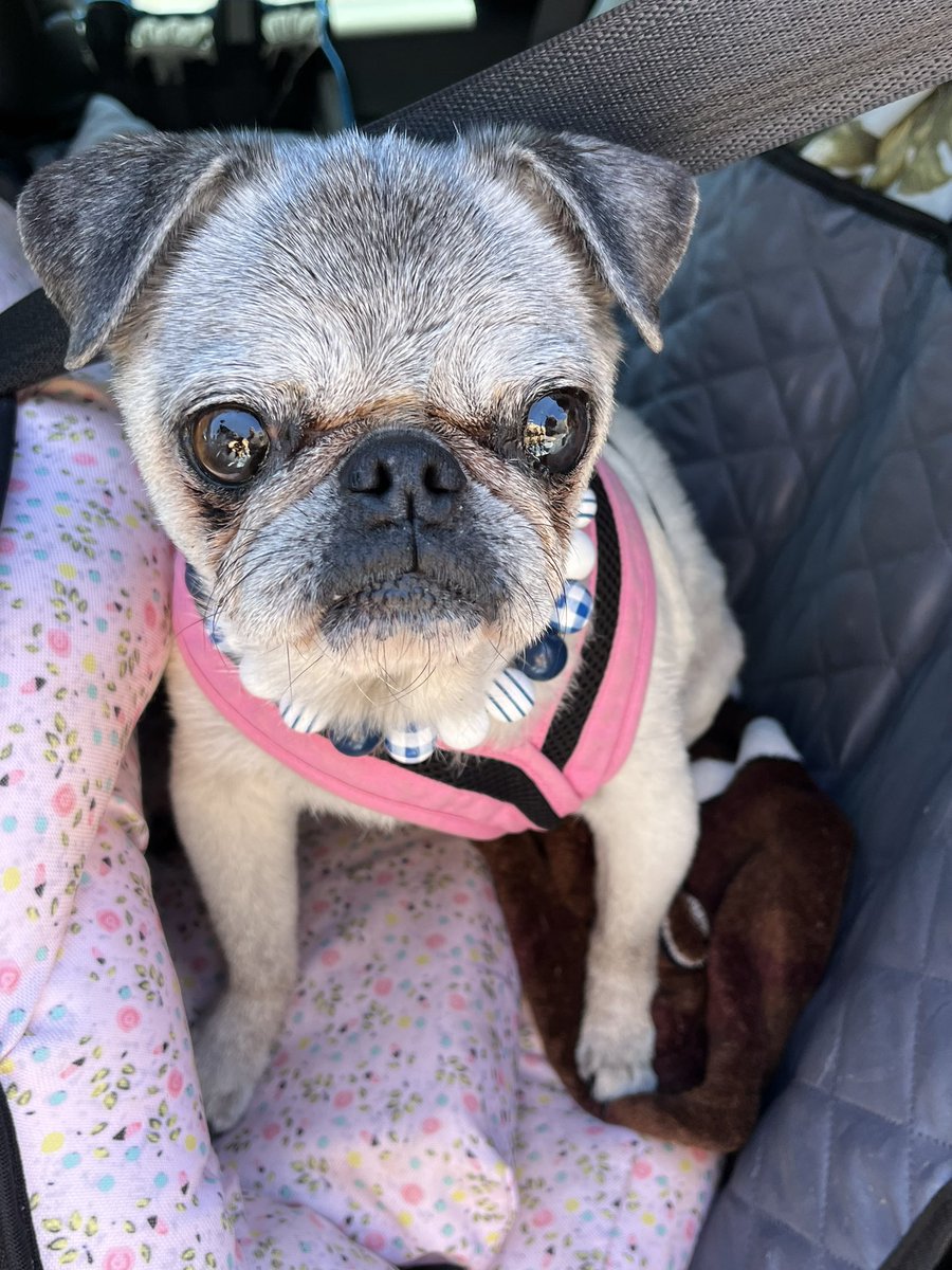 Picking up a few things at @homegoods #shoptilyoudrop #pug #puglife #puglove #pugnation #shopping #sweet #lovely #dogfriendly #appreciate #thankyou #precious #cute #necklace #florida #verobeach