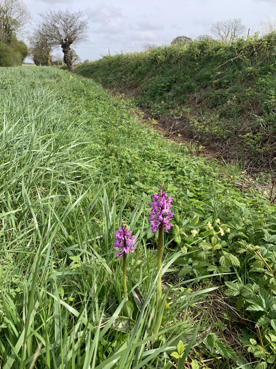 Returned to a lovely farm @LingsMeadow we camped at in 2022 (and got talking about ponds!). Planning future ponds, CS schemes & hedge mgmt. Cowslips galore, primrose & early purple orchid plus heaps of yellowhammer 💛 #waveneyvalley @SWTWildFarms