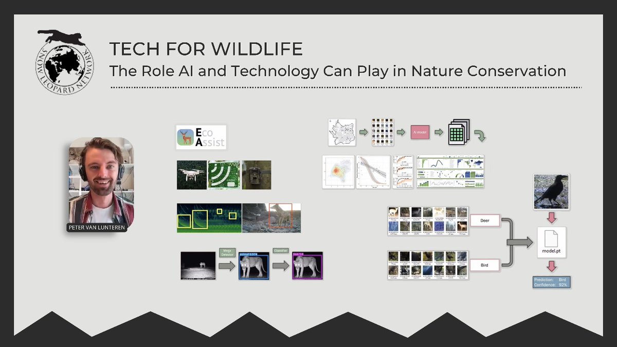 📣 Our latest SLN Webinar #Tech4Wildlife is available to watch & rewatch! Huge thanks to Peter van Lunteren & all >70 participants for such a great exchange on the impacts of #AI in #wildlifeconservation! 🌏 ▶️ Learn+ & watch here: snowleopardnetwork.org/2024/03/29/tec…