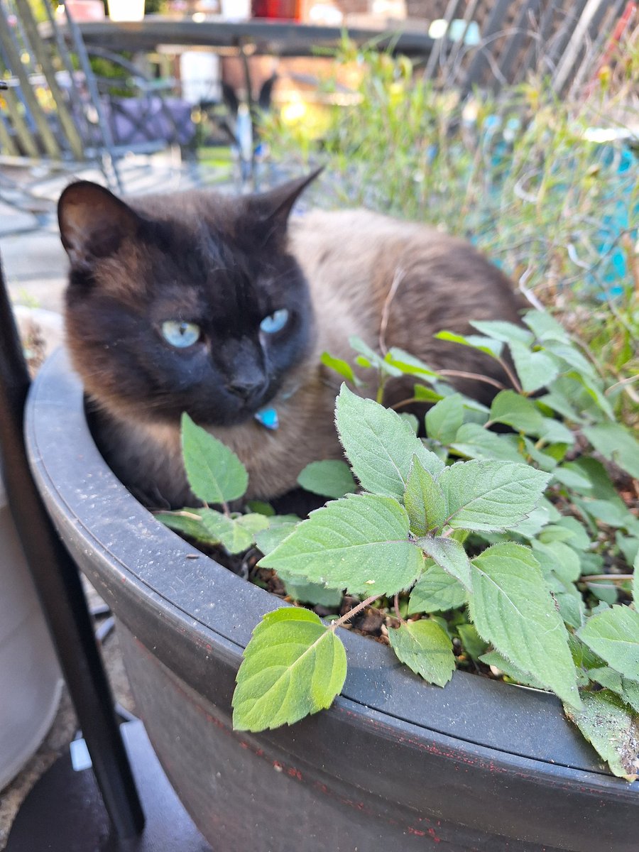 My garden helper.
