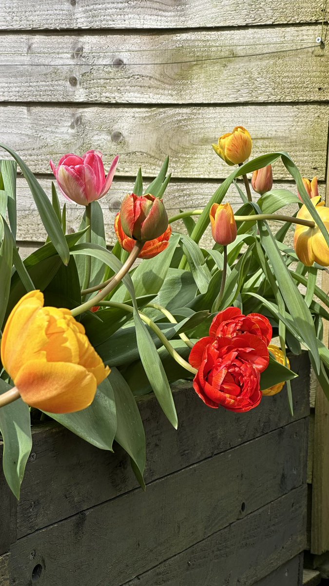 enviiUK's tweet photo. Hands down the best thing about April: Tulips! (Even if they are floppy from the rain and wind) 🌷

What do you think of the colour scheme? 🌈

#GardeningX #GardeningTwitter #tulips #springflowers #gardenshour #stormkathleen https://t.co/OKMwzShDox
