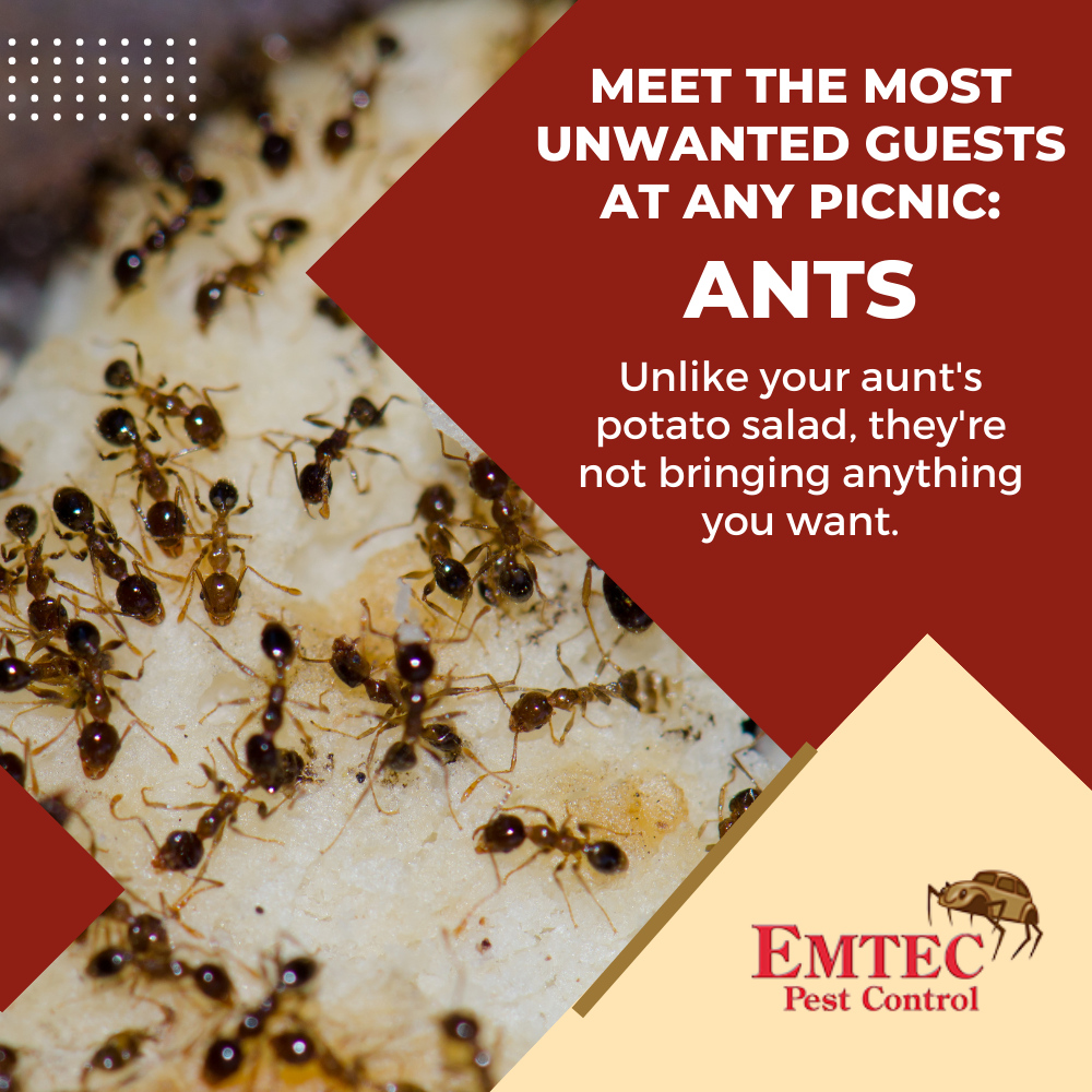 EmtecPest's tweet image. Meet the most unwanted guests at any picnic: ants. Unlike your aunt&apos;s potato salad, they&apos;re not bringing anything you want. 🐜🍽️ #PestHumor #AntControl