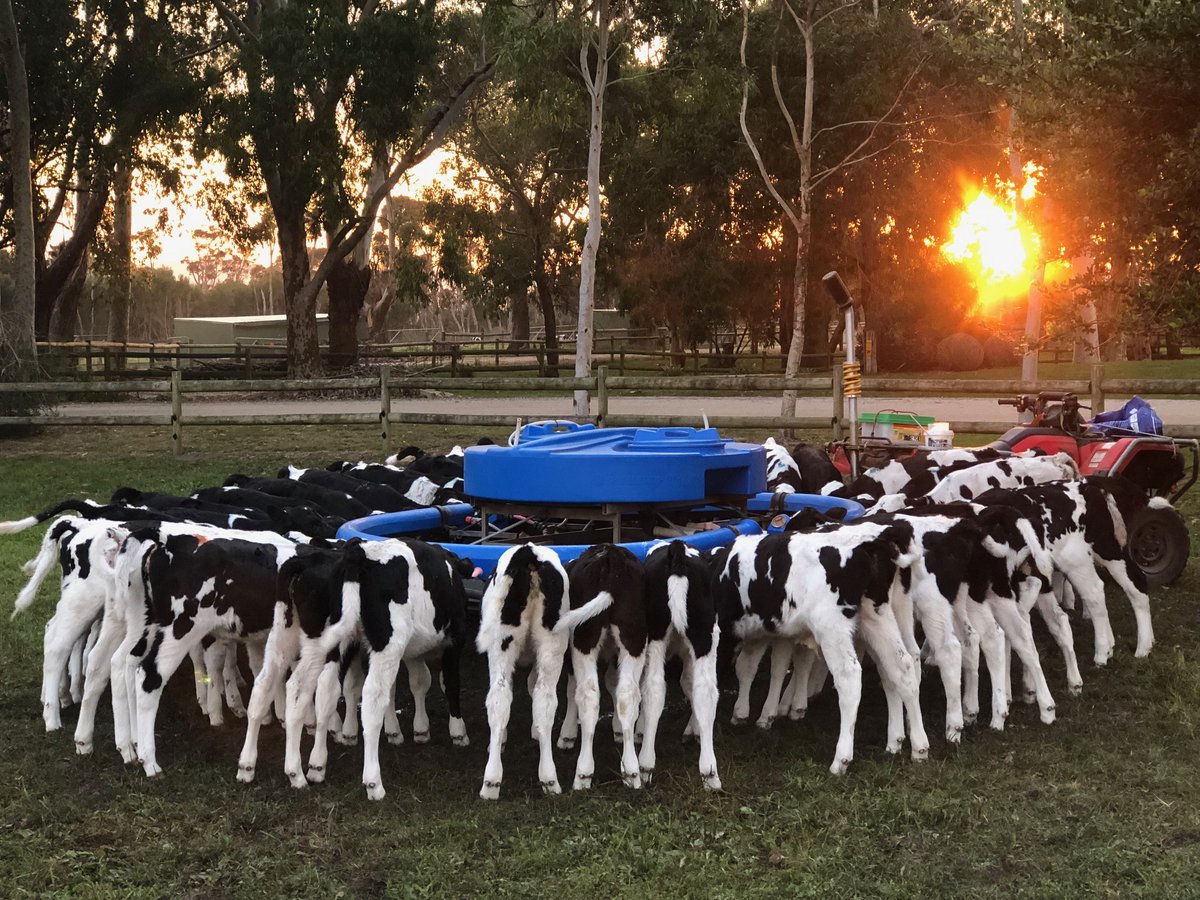 Dairy Manager - Large prestigious, family owned and operated business - South Gippsland, VIC. ow.ly/fFle50R8YY6 #agjobs #seek #agchatoz #agriculture #farming #agribusiness #dairy