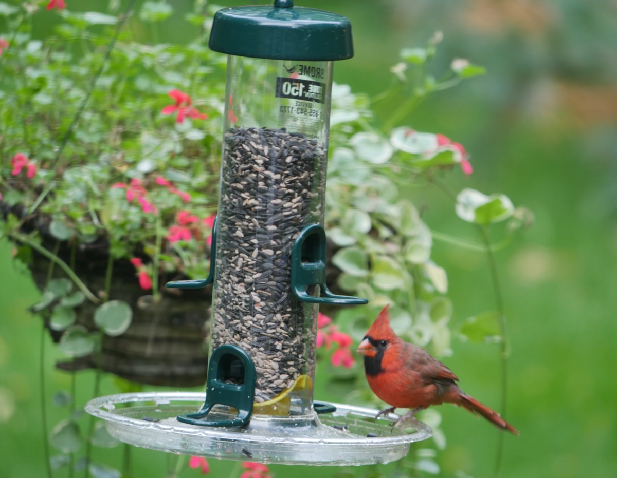 With the Tube Solution Seed Tray, Cardinals Stay to Dine All Day! bit.ly/48PntvD
#birds #birdwatching #birdfeeding #birdfeeders