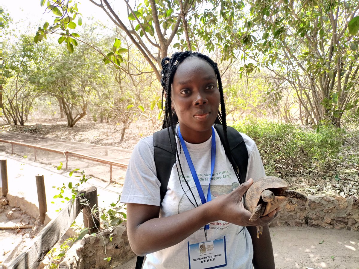 🌿🦍 Learn about the impactful work of Organisation of Développement Durable et la Biodiversité (@OddbOng) in biodiversity conservation and environmental education in Benin. Read more about their initiatives led by Chrystelle Dakpogan: mcld.org/2024/04/03/odd…
