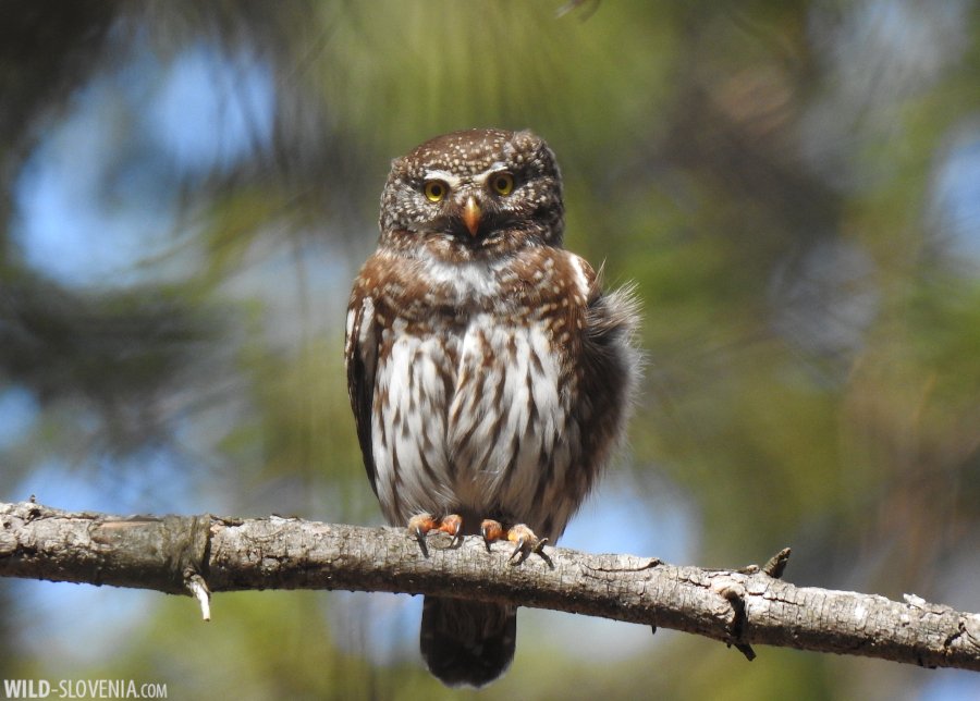 The other day, in the #Dinaric forests of #Snežnik, we witnessed copulation & prey-exchange of a pair of Pygmy Owls (Glaucidium passerinum). The birds seemed to meet humans for the first time and even flew closer, down to 3 metres, to investigate us! #pygmyowl #wildslovenia