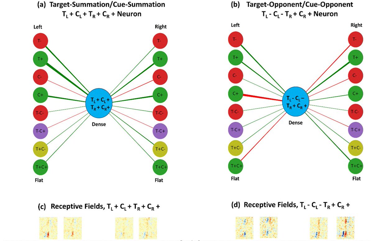 VIU (Miguel Eckstein) Lab UC Santa Barbara (@labviu) on Twitter photo New preprint analyzing 1.8 million neurons of CNNs with emergent behavioral and neuronal signatures of covert attention without incorporating any explicit attention mechanism. With <a href="/sudh8887/">Sudhanshu Srivastava</a> <a href="/WilliamWangNLP/">William Wang</a> biorxiv.org/content/10.110… New preprint analyzing 1.8 million neurons of CNNs with emergent behavioral and neuronal signatures of covert attention without incorporating any explicit attention mechanism. With <a href="/sudh8887/">Sudhanshu Srivastava</a> <a href="/WilliamWangNLP/">William Wang</a> biorxiv.org/content/10.110…