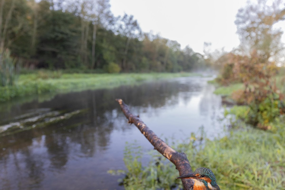 When the kingfisher didn’t land in quite the place I hoped. The challenge of wide angle photography and remote shooting. What do you think? Keep or delete?