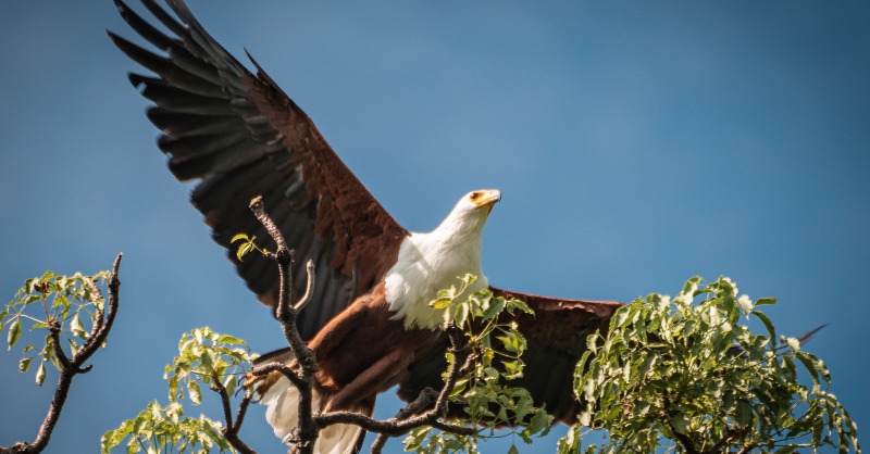 Above the turquoise waters of #TchegeraIsland, the iconic silhouette of an #AfricanFishEagle was spotted, a symbol of the natural beauty and rich #biodiversity of Virunga National Park.⁠ ⁠⁠⁠📸 Gabriel Nuru