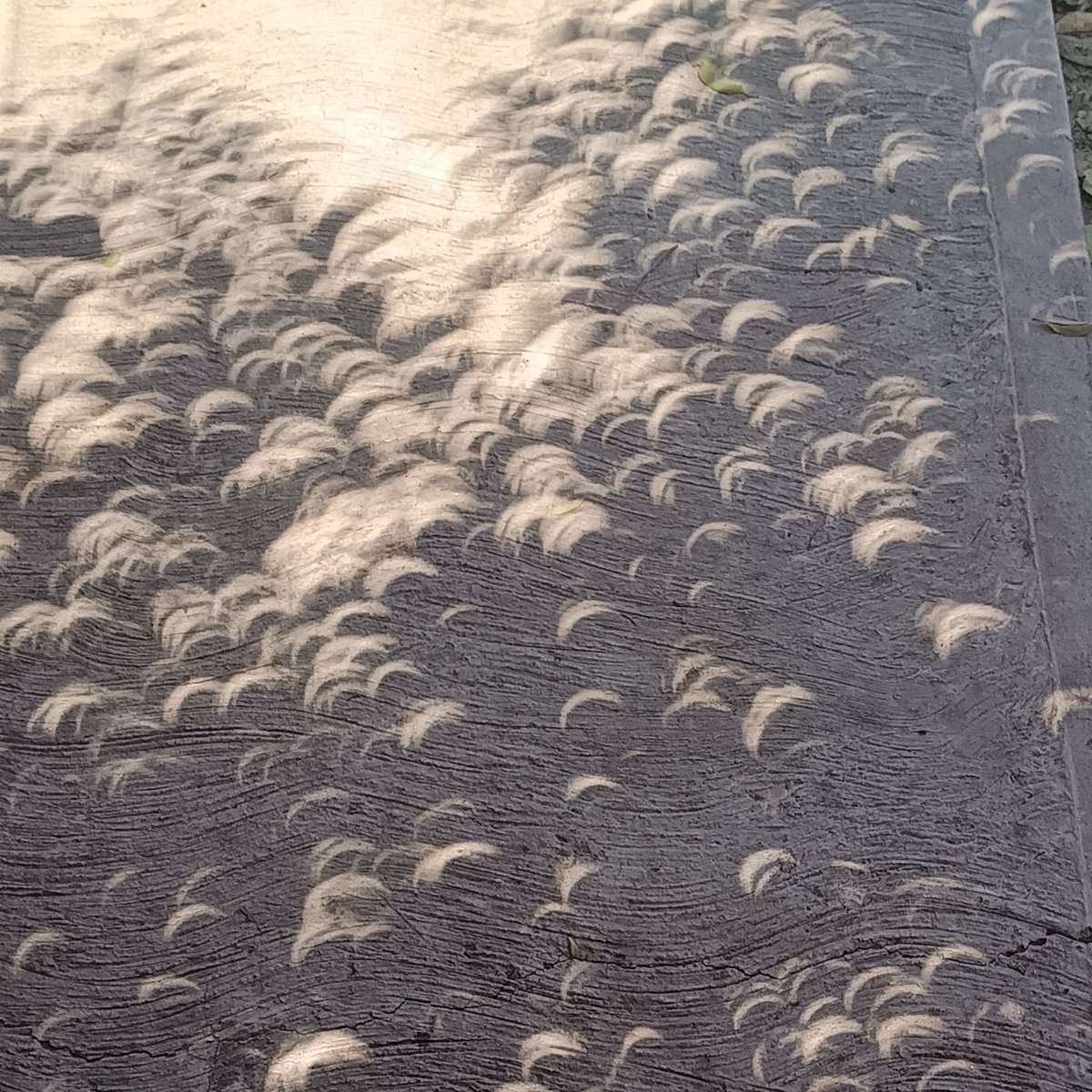 Indhisaenz13's tweet image. Lo único que pude ver del eclipses no tenía gafas 😎😞🍑

#Eclipse2024 
#EclipseSolar2024 
#ecli