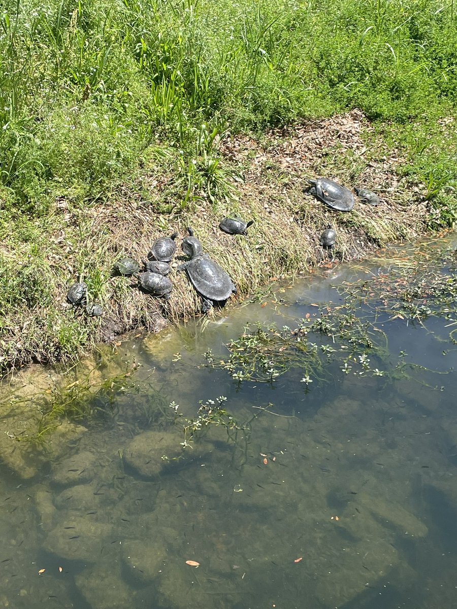 When you go for a run, meet some new friends, and realize that, unlike most people, they understand the importance of sunbathing.