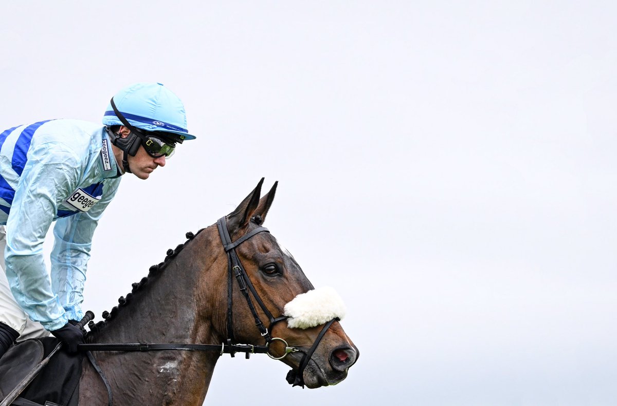 Close ups on a cloudy day at @wincantonraces 📸 @samtwiston on Gustavian for @AJHoneyball