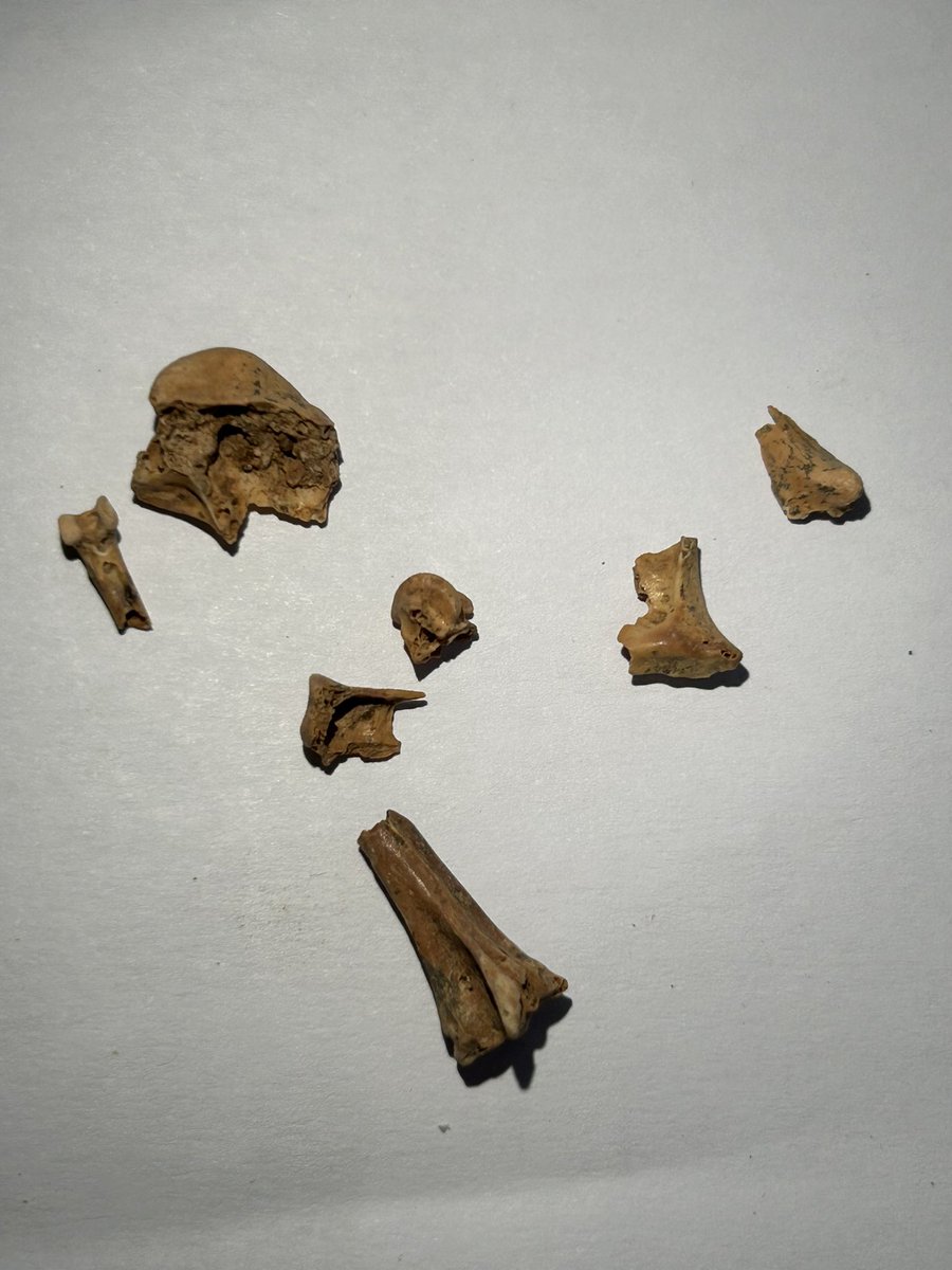 There is more to archaeological #bird studies than fancy machines . A lot of time is spent in the initial stages separating bird bones from general microfauna. The bird remains from pic 2 were extracted from the mix of birds, rodents, bats, and herpetofauna in pic 1 #archaeology