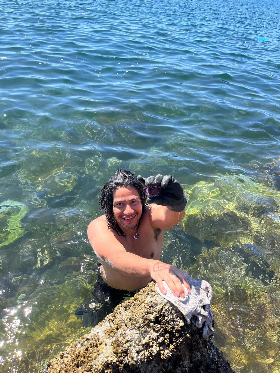 Danny.ozo (@danny_ozo) on Twitter photo I was volunteering the other day at the aquaculture center and spotted a urchin barren just down the road it brought to my attention just how massive barrens are now in SoCal #urchin #ecology I was volunteering the other day at the aquaculture center and spotted a urchin barren just down the road it brought to my attention just how massive barrens are now in SoCal #urchin #ecology