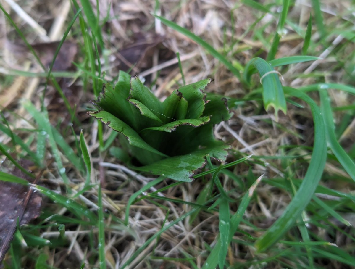 A strimmed (by @CanalRiverTrust ) Southern Marsh Orchid has reappeared along the canal near my house in Kidderminster. Big strong plant, it will be protected and should flower, like it did last year 😀